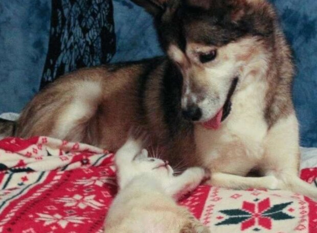 Pes a kotě. Foto: snímek obrazovky neskychno.com