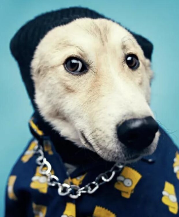 Pes. Foto: snímek obrazovky tjournal.ru