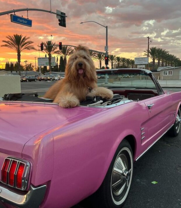 Brodie. Foto: snímek obrazovky Instagram