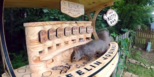 Veverkám zakázali krást jídlo u ptáků, na oplátku postavili pro nubbini "ořechový bar"