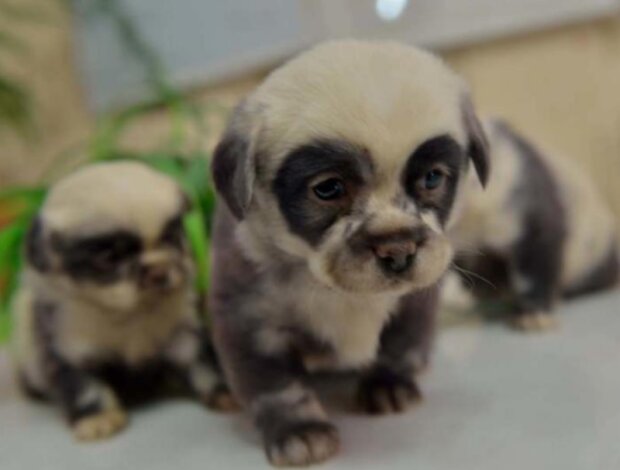 Zvířata. Foto: snímek obrazovky laykni.com