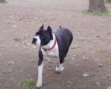 Pes. Foto: snímek obrazovky YouTube