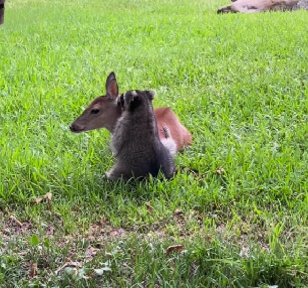 Mýval a kolouch. Foto: snímek obrazovky Instagram