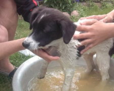 "Odkud jsi, zlato": rodina na chalupě našla hubené a smutné štěně