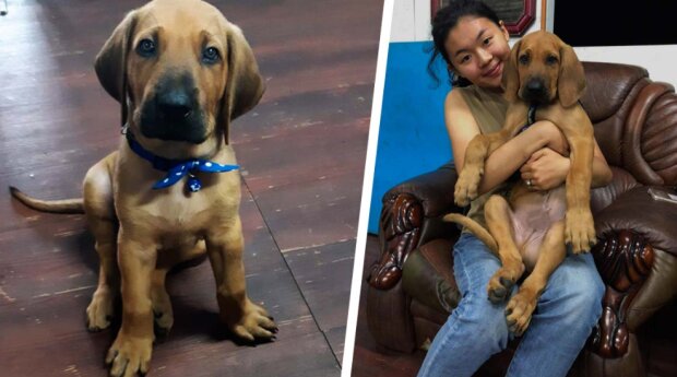 Holka a pes. Foto: snímek obrazovky laykni.com