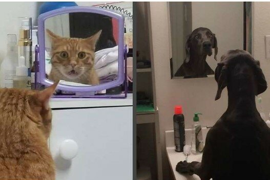 Zvířata, která se viděla poprvé v zrcadle