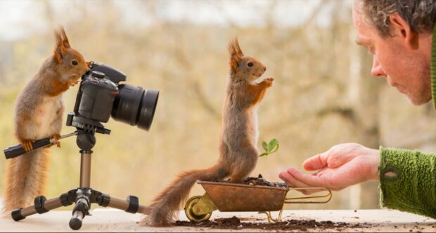 Fotograf pozoroval veverky 6 let a zde jsou jeho nejlepší snímky