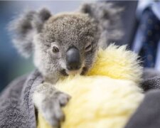 "Děkuji, není třeba." Austrálii zavalili palčákami pro koaly