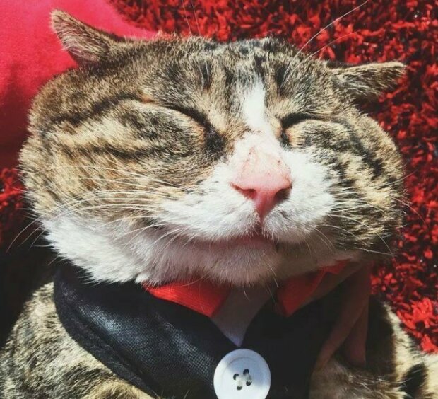 Fotografie: duck.show