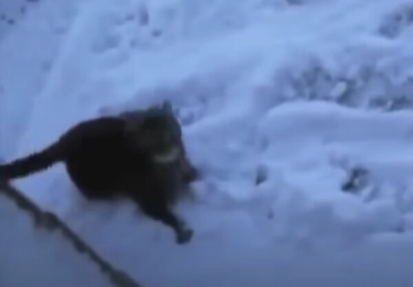 Kočka. Foto: snímek obrazovky YouTube