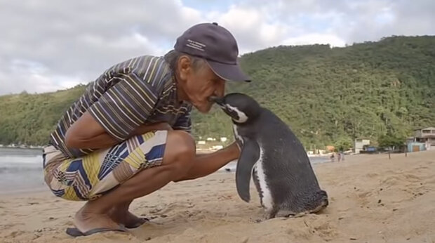 Co se stane, jestli polechtat tučňáka: Děcko přistupuje k lidem a požádá, aby si s ním hráli