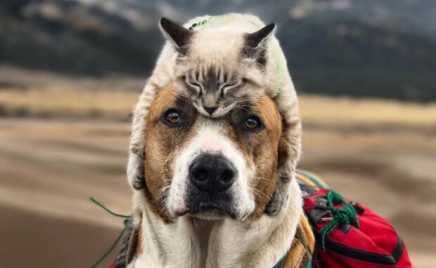 Nerozluční přátelé: pes, kočka a jejich panička cestují všude spolu