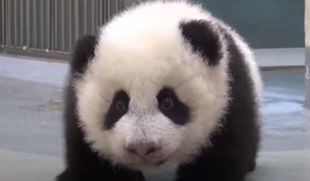 "Je to znamení osudu": V Číně se narodila štěňata, jejichž barva srsti je podobná barvě pand