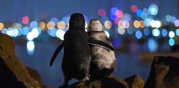 Fotograf pořídil dojemné fotografie romantických tučňáků