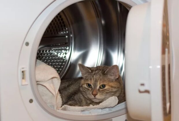 Pračka prala už 20 minut, když si majitelé všimli kočku