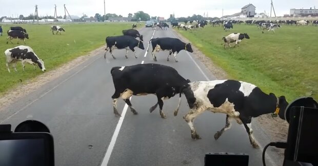 "Skvělá práce, lidi": Jak stádo krav pomohlo policistům zadržet pachatele