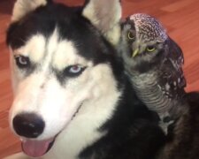 Pes a sova. Foto: snímek obrazovky YouTube