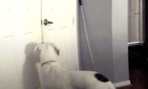 Mike nainstaloval do ložnice skrytou kameru, aby viděl, co pes přes noc dělá