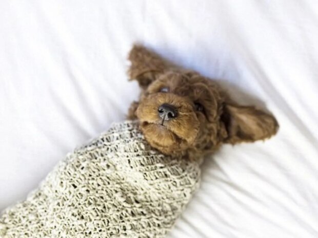 To je naše dítě. Foto: snímek obrazovky goodhouse.ru