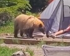 Nohy muže spícího ve stanu zkoumal velký cizinec