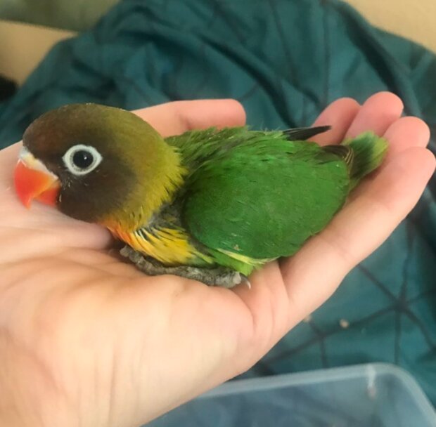 Papoušci. Foto: snímek obrazovky laykni.com