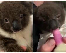 Koala. Foto: snímek obrazovky lemurov