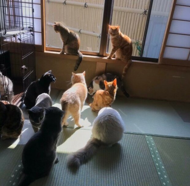 Fotografie: 4tololo.ru