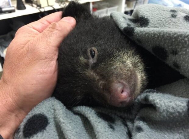 Medvěd. Foto: snímek obrazovky storyfox.ru