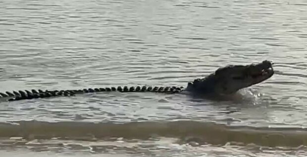 "Šel na svačinu": čtyřmetrový krokodýl se po potyčce se žralokem objevil na turistické pláži