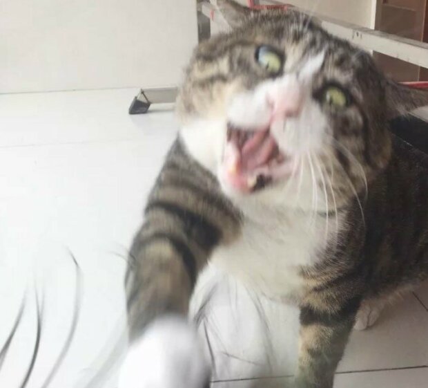 Fotografie: duck.show