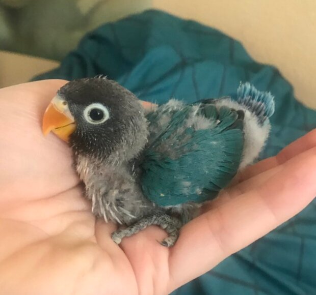 Papoušci. Foto: snímek obrazovky laykni.com