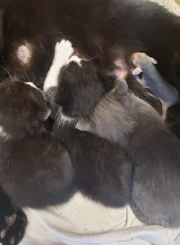 Kočka. Foto: snímek obrazovky laykni.com