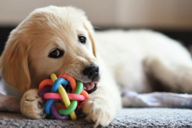 Vědci odhalují, jak psi vnímají své hračky