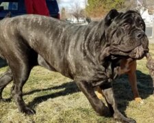 Oživil prehistorické plemeno: muž vychoval největší štěně na světě