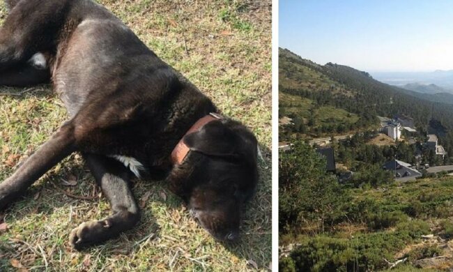 Chlap v horách narazil na sotva živého psa a zavolal na číslo na obojku: byl požádán, aby nechal psa v klidu