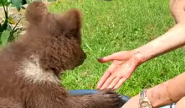 Medvídě se rozhodlo osvěžit a potěšit ostatní: jak si vzít vodní procedury, když je venku horké počasí