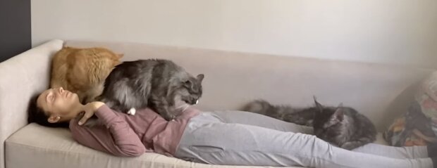 Mainská mývalí kočka, která umí masírovat