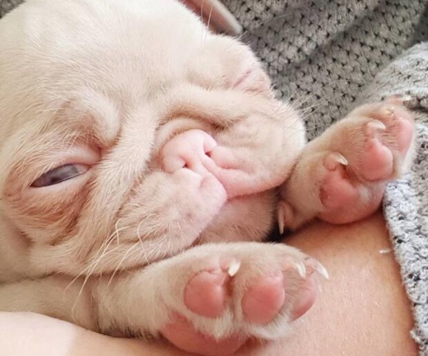 Mops. Foto: snímek obrazovky laykni.com