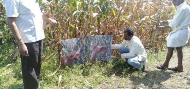 Indický farmář přebarvil svého psa na tygra, i když málokdo věřil, že to pomůže