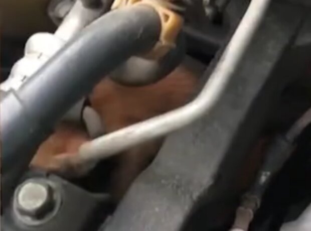 Kočka. Foto: snímek obrazovky dailymail.co.uk