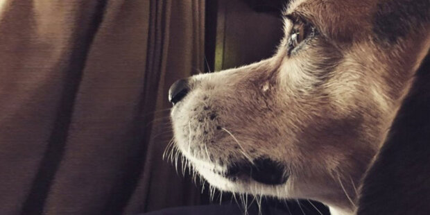 Ztracený pes 8 let hledal rodný dům: Jak odehrálo setkání psa a majitele, který ztratil naději