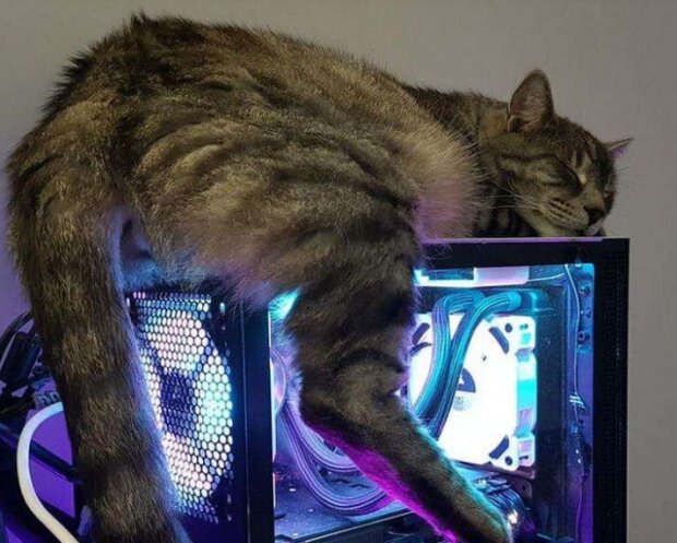 Fotografie: duck.show