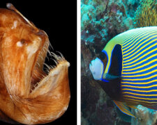 Zdroj fotografie: goodnewsanimal.ru