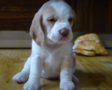 Pes. Foto: snímek obrazovky YouTube