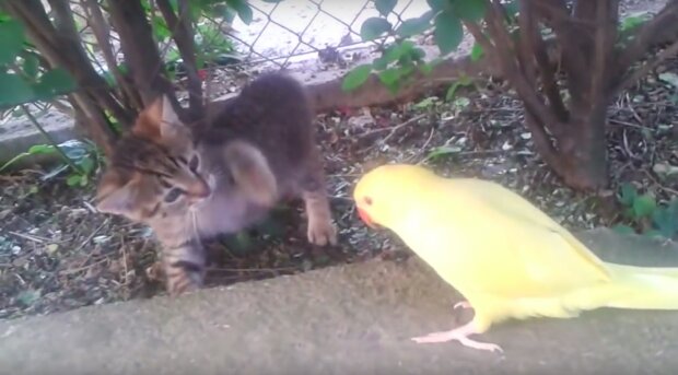 V zábavném videu chce papoušek spřátelit s kotětem