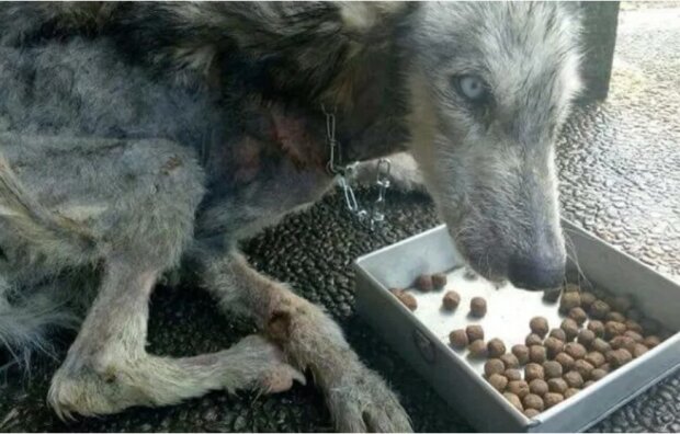 Podívejte se, jak skvěle a šťastně vypadá fenka, která byla nalezena v žalostném stavu. Zahřeje Vás to u srdce