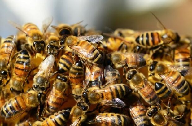 Včely oficiálně prohlásily nejdůležitější stvoření na Zemi