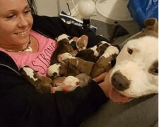 Jako poděkování přinesl pitbull své majitelke štěňata a položil je na ruce