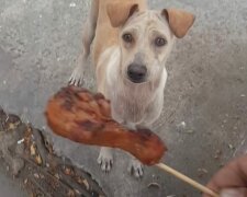 Muž sdílel jídlo s fenkou, ale ona ho nejedla, ale odnesla těm, kteří jídlo potřebovali