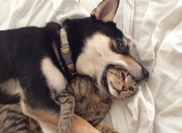 Pes a kočka. Foto: snímek obrazovky ekabu.ru